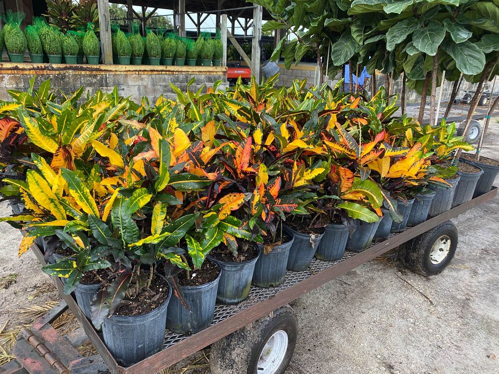 codiaeum-variegatum-mango-croton
