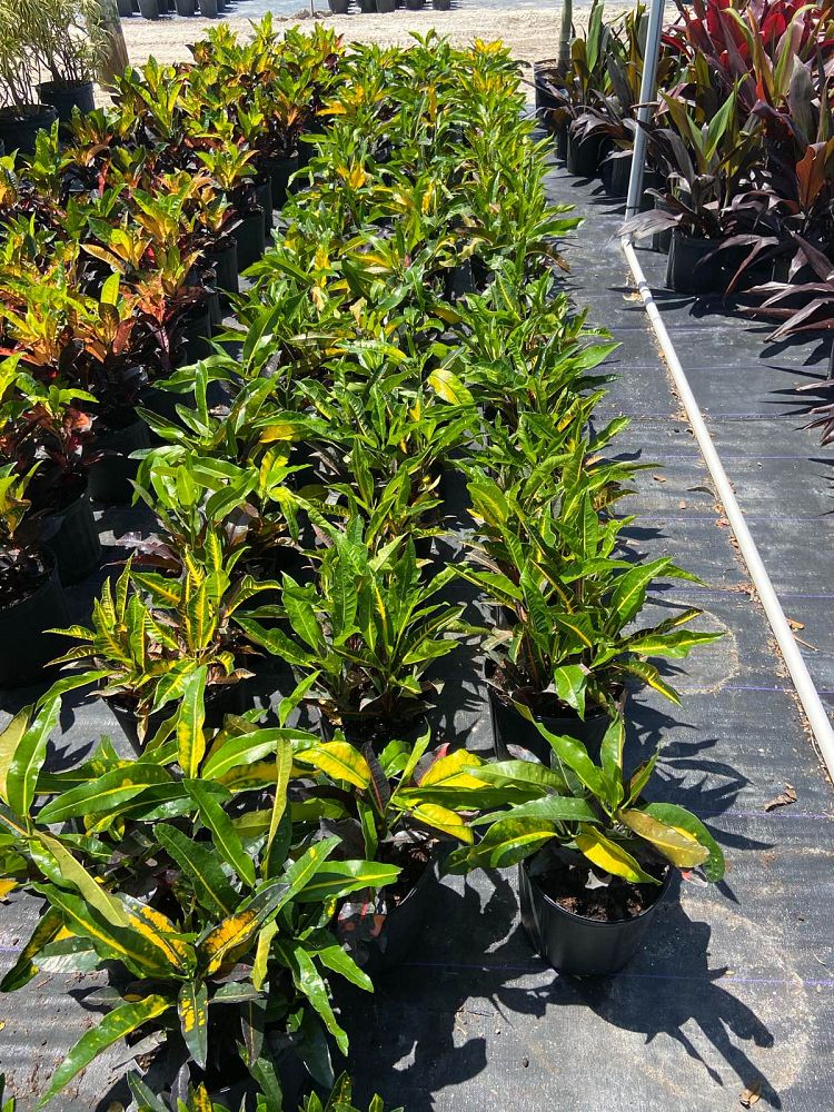 codiaeum-variegatum-mango-croton