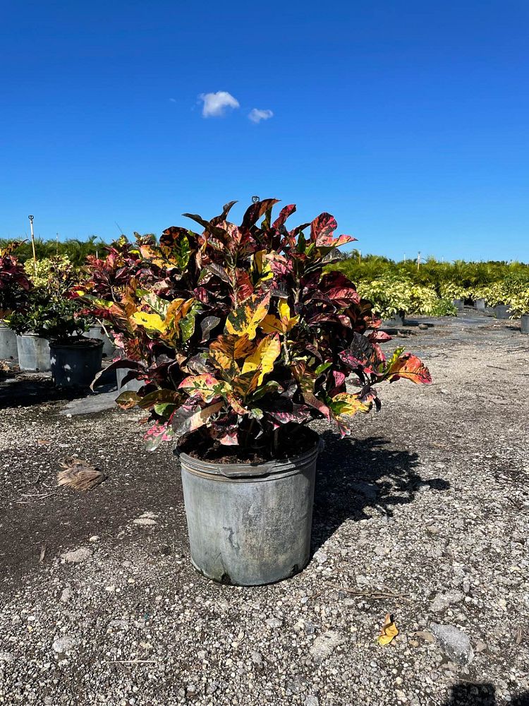 codiaeum-variegatum-mango-croton