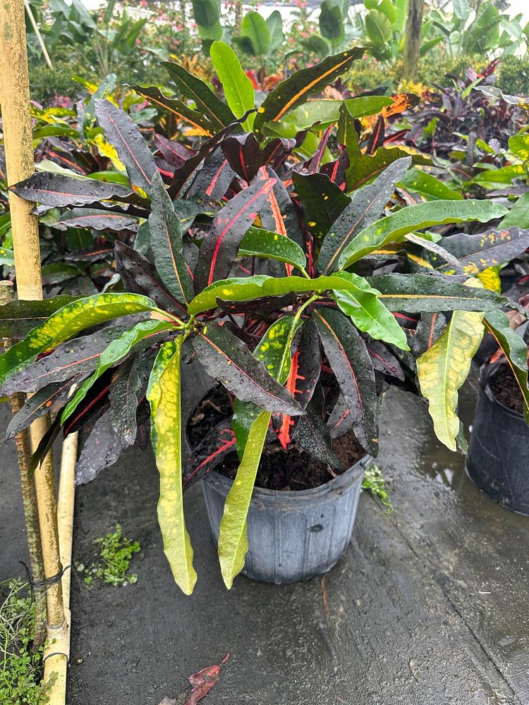 codiaeum-variegatum-mango-croton