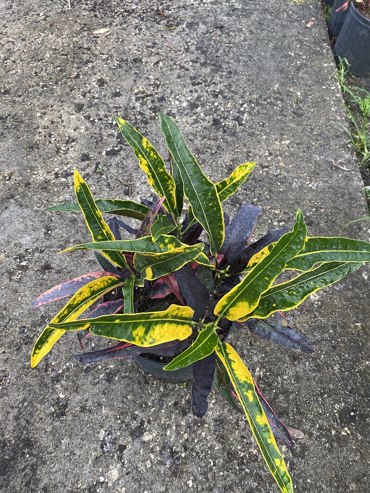 codiaeum-variegatum-mango-croton
