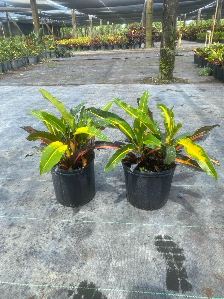 codiaeum-variegatum-mango-croton