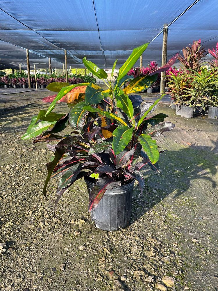 codiaeum-variegatum-mango-croton