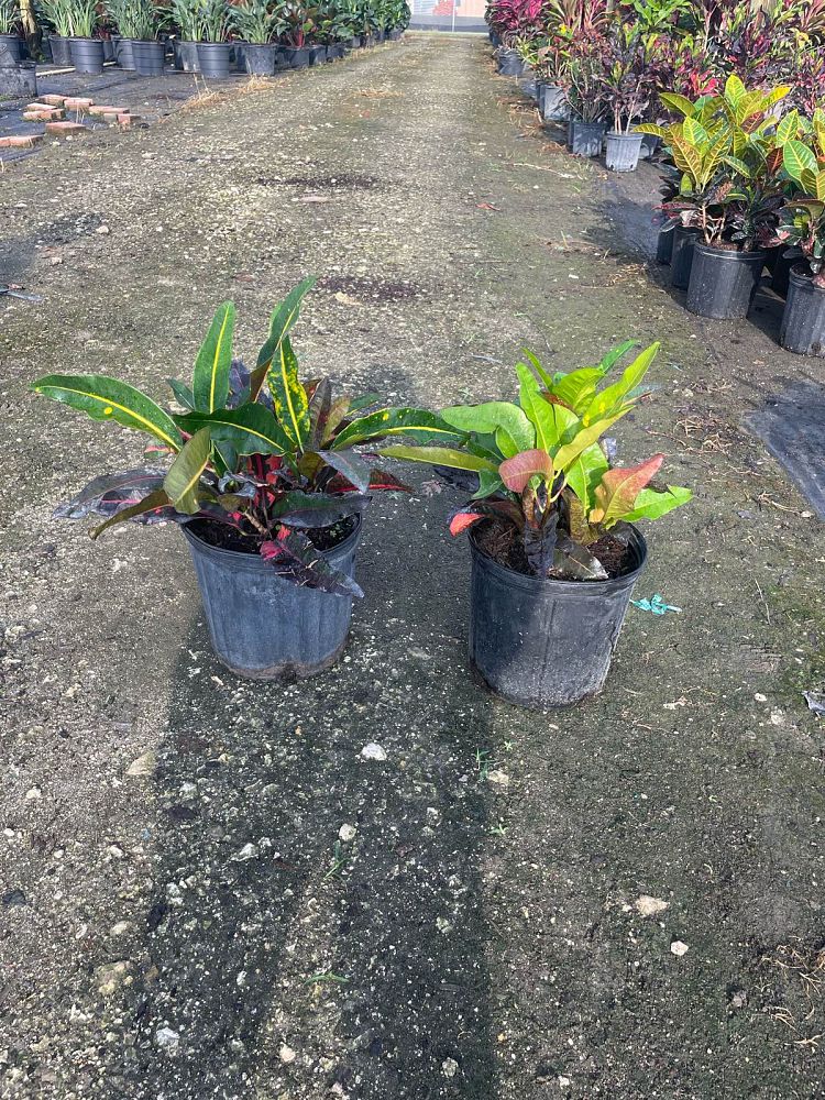 codiaeum-variegatum-mango-croton