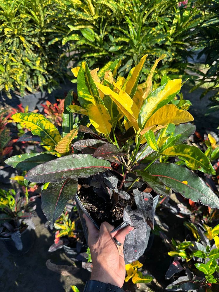 codiaeum-variegatum-mango-croton