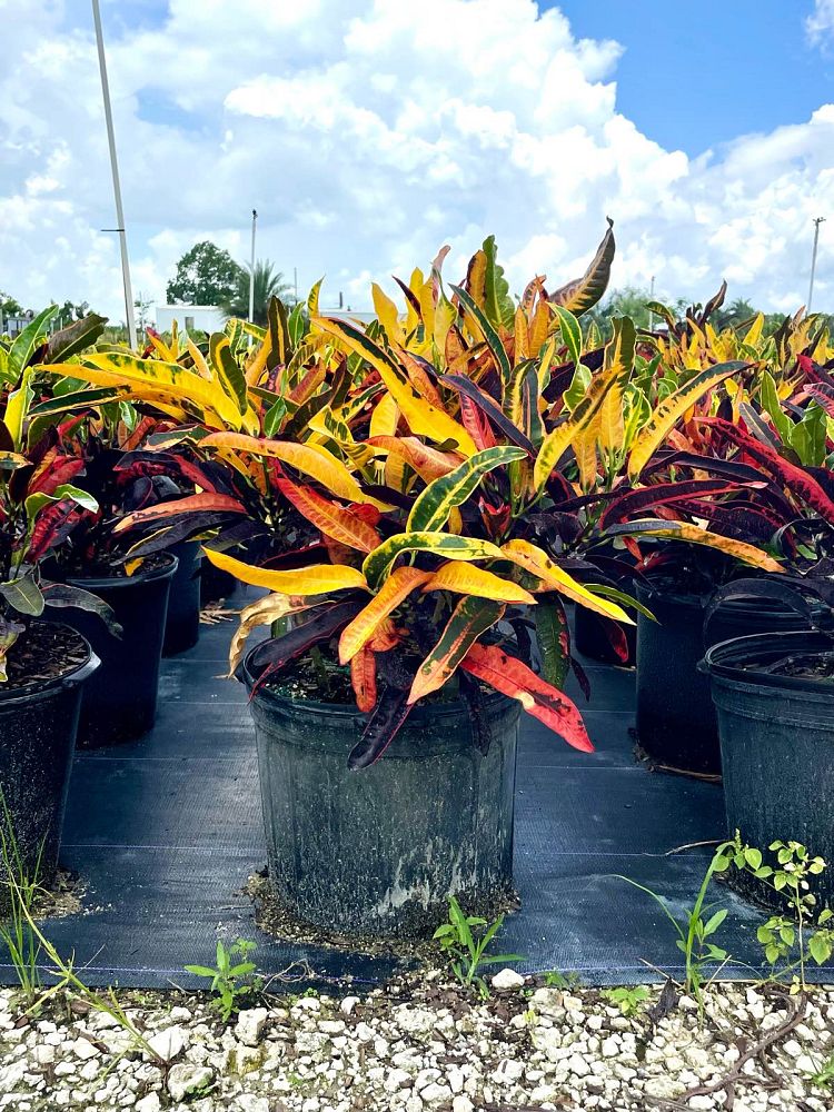 codiaeum-variegatum-mango-croton
