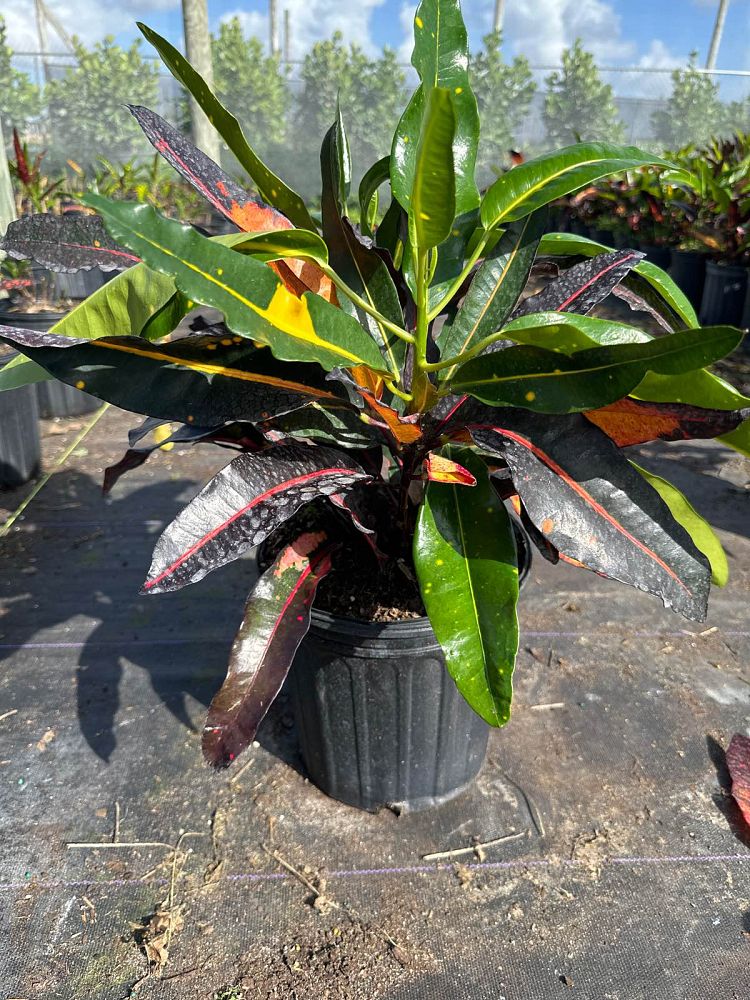 codiaeum-variegatum-mango-croton