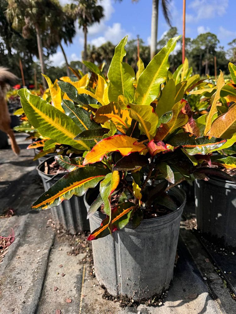 codiaeum-variegatum-mango-croton