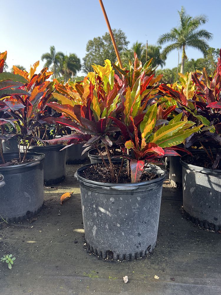 codiaeum-variegatum-mango-croton