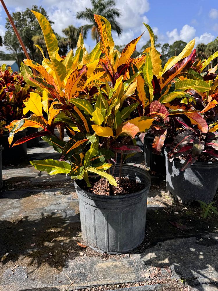 codiaeum-variegatum-mango-croton