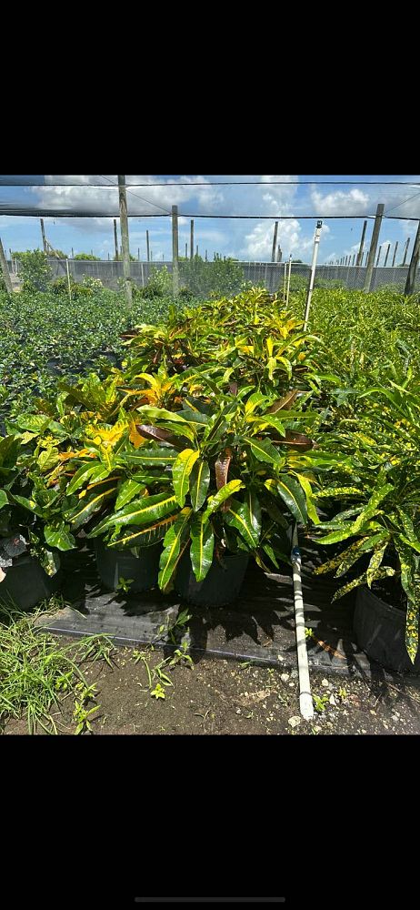 codiaeum-variegatum-mango-croton