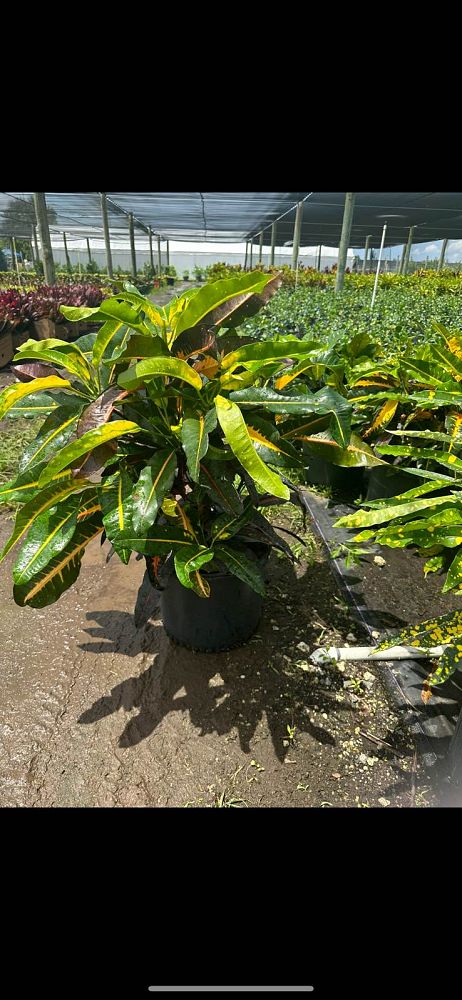 codiaeum-variegatum-mango-croton