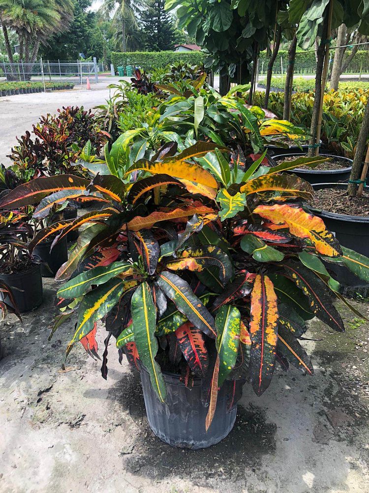 codiaeum-variegatum-mango-croton