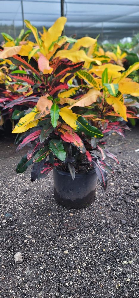 codiaeum-variegatum-mango-croton