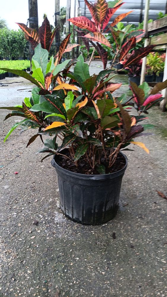 codiaeum-variegatum-mango-croton