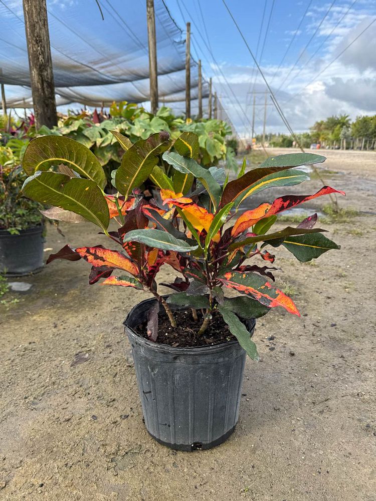 codiaeum-variegatum-mango-croton