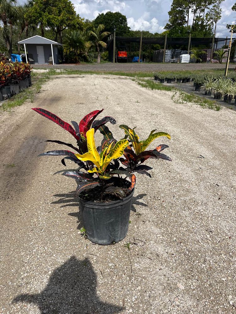 codiaeum-variegatum-mango-croton