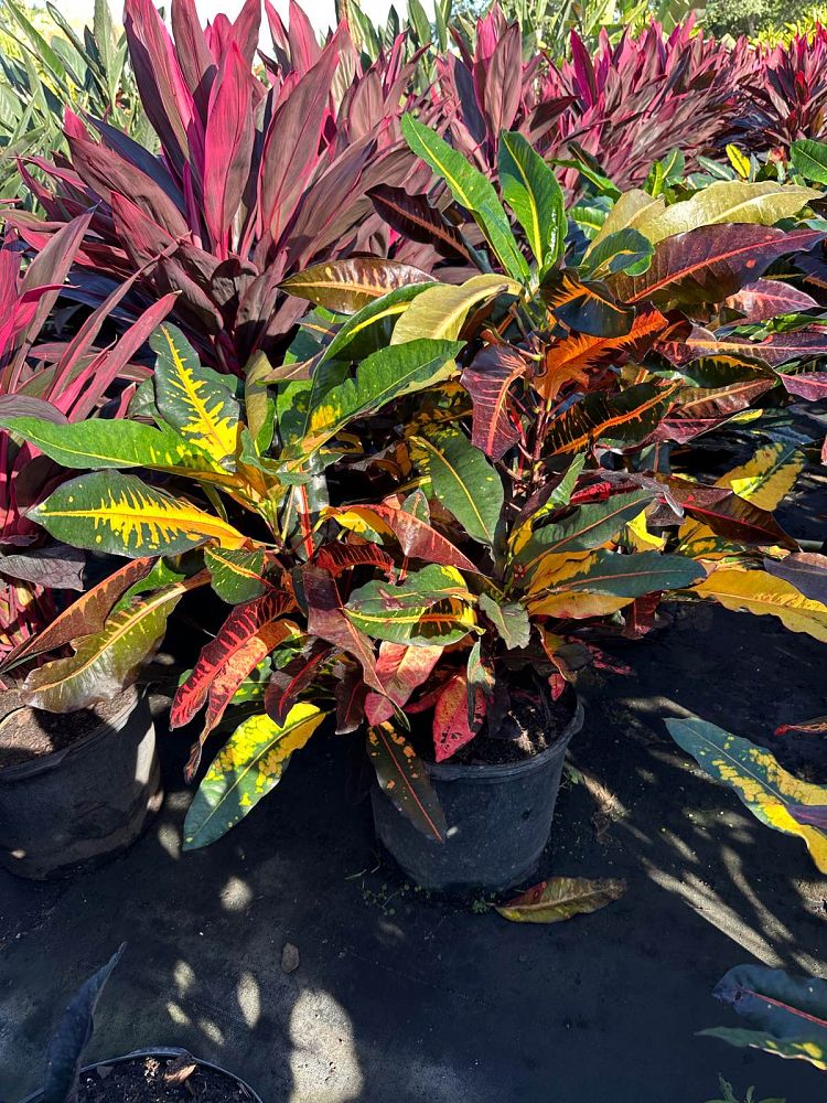 codiaeum-variegatum-mango-croton
