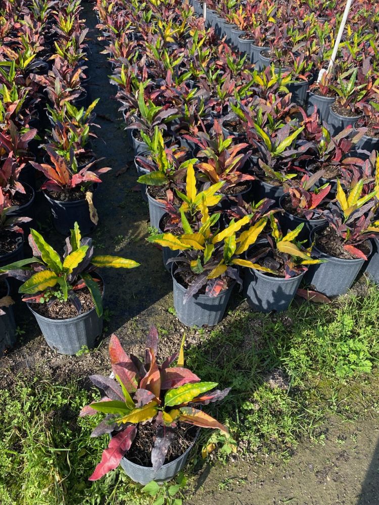 codiaeum-variegatum-mango-croton