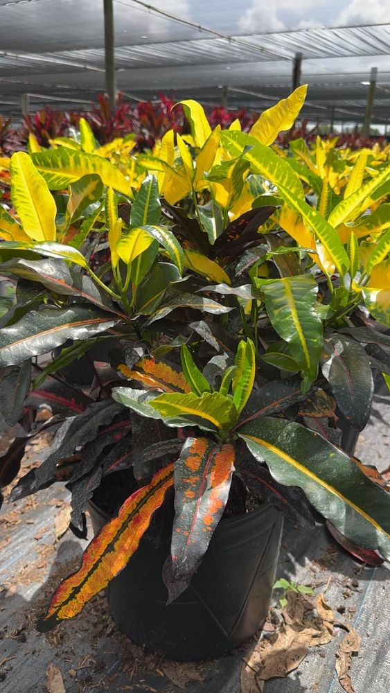 codiaeum-variegatum-mango-croton