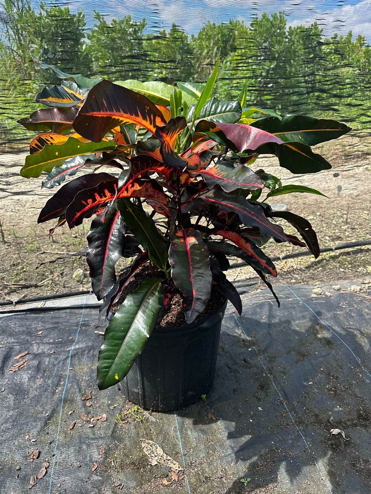 codiaeum-variegatum-mango-croton