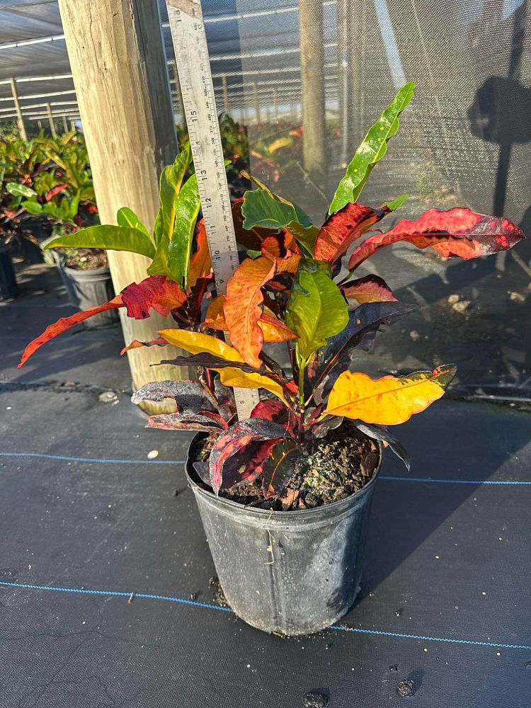 codiaeum-variegatum-mango-croton