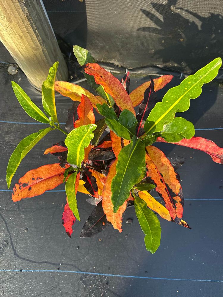 codiaeum-variegatum-mango-croton
