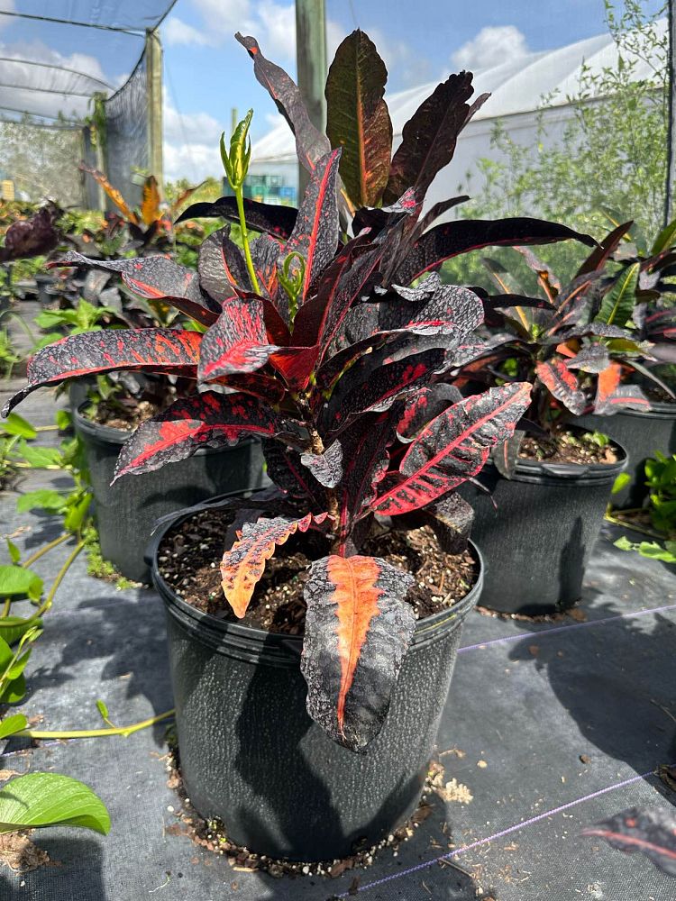 codiaeum-variegatum-mango-croton