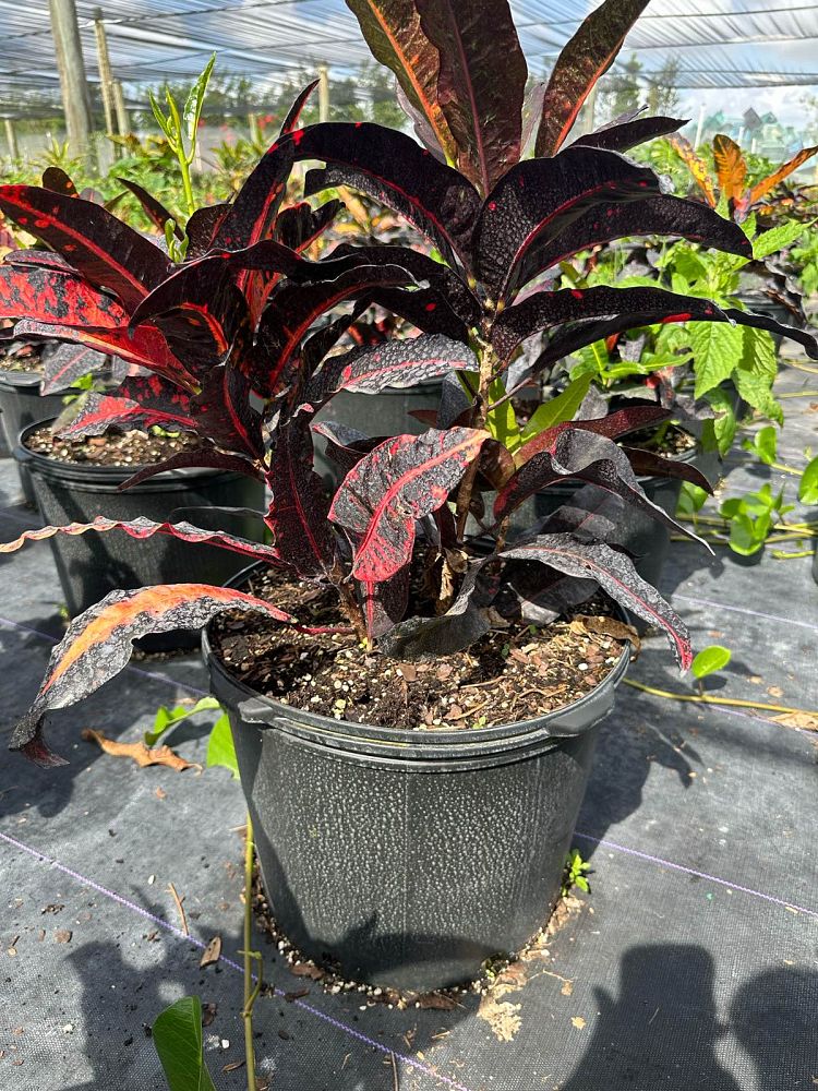 codiaeum-variegatum-mango-croton