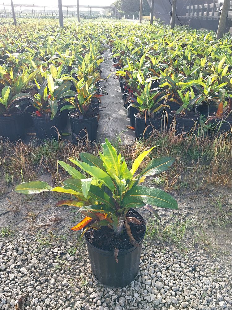 codiaeum-variegatum-mango-croton