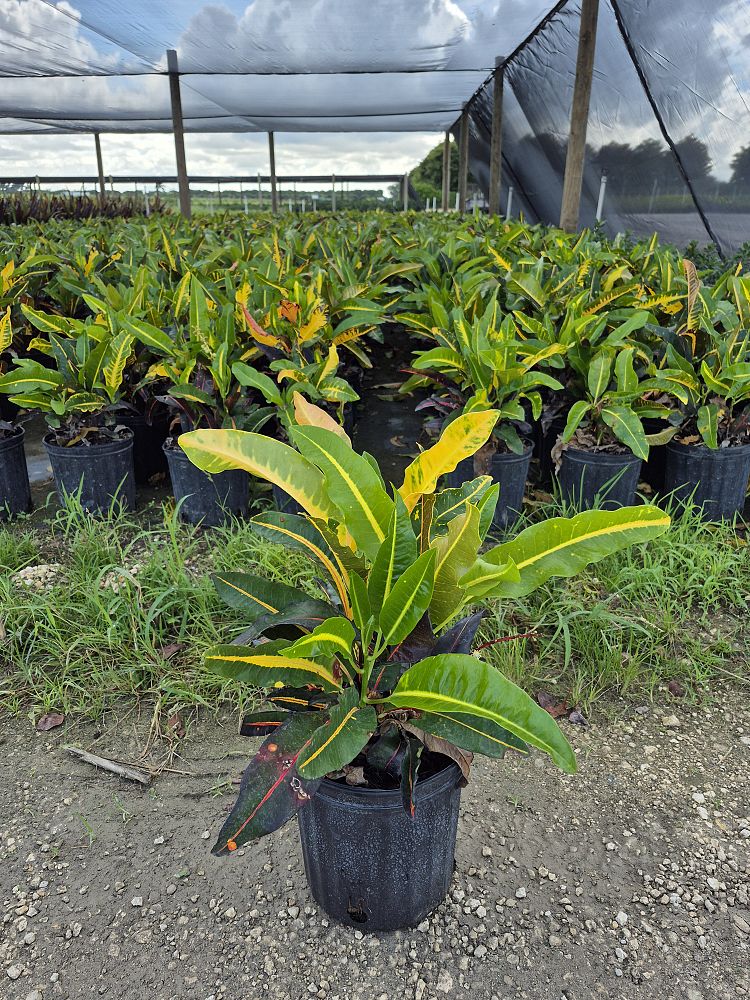 codiaeum-variegatum-mango-croton