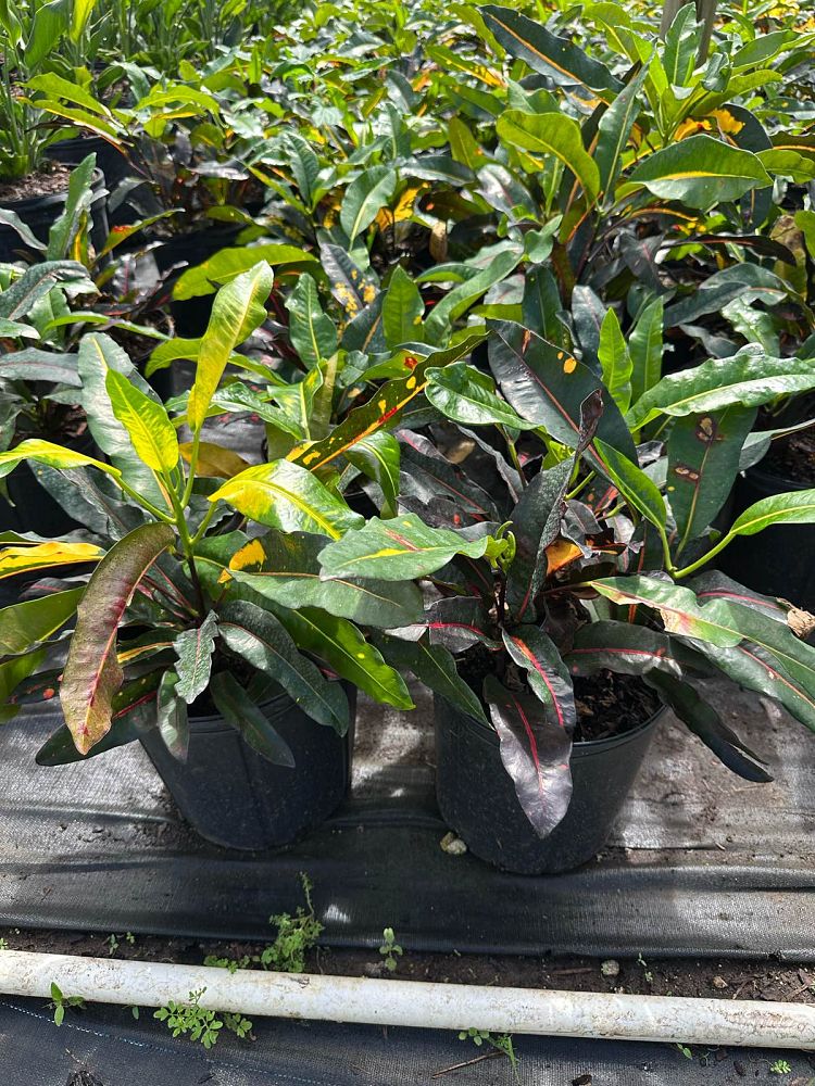 codiaeum-variegatum-mango-croton