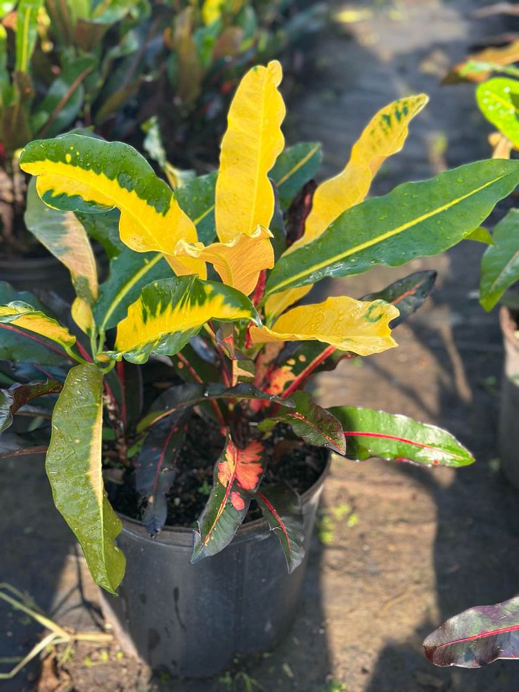 codiaeum-variegatum-mango-croton