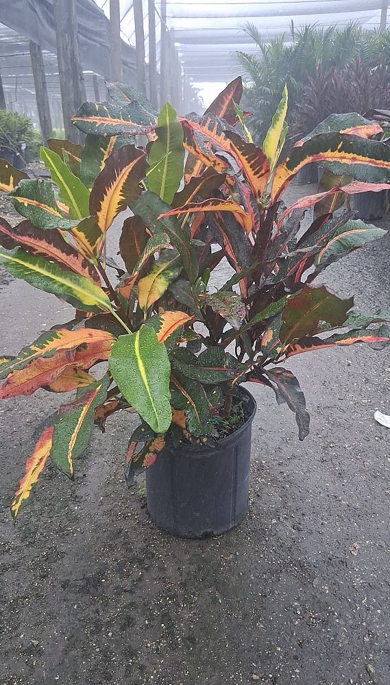 codiaeum-variegatum-mango-croton