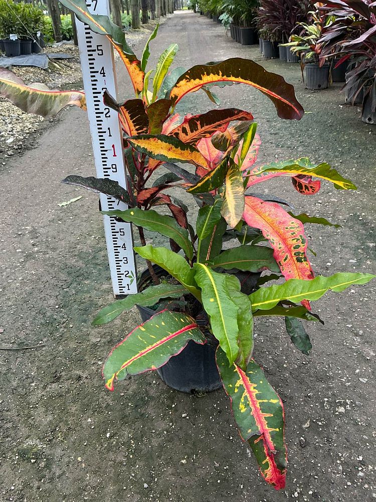 codiaeum-variegatum-mango-croton