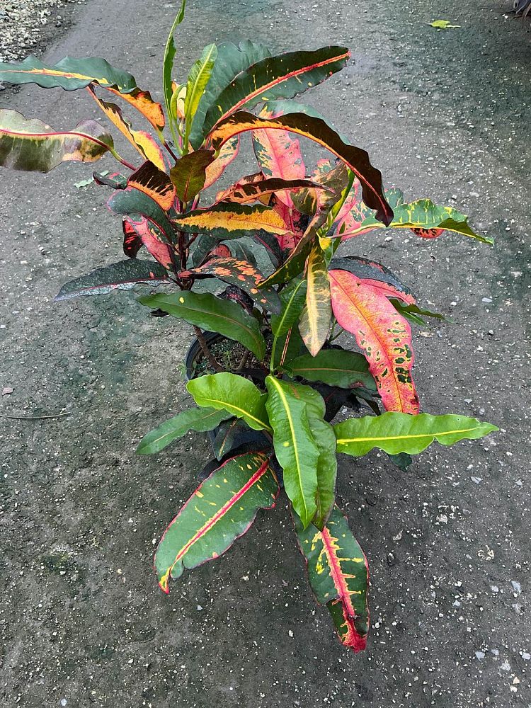 codiaeum-variegatum-mango-croton