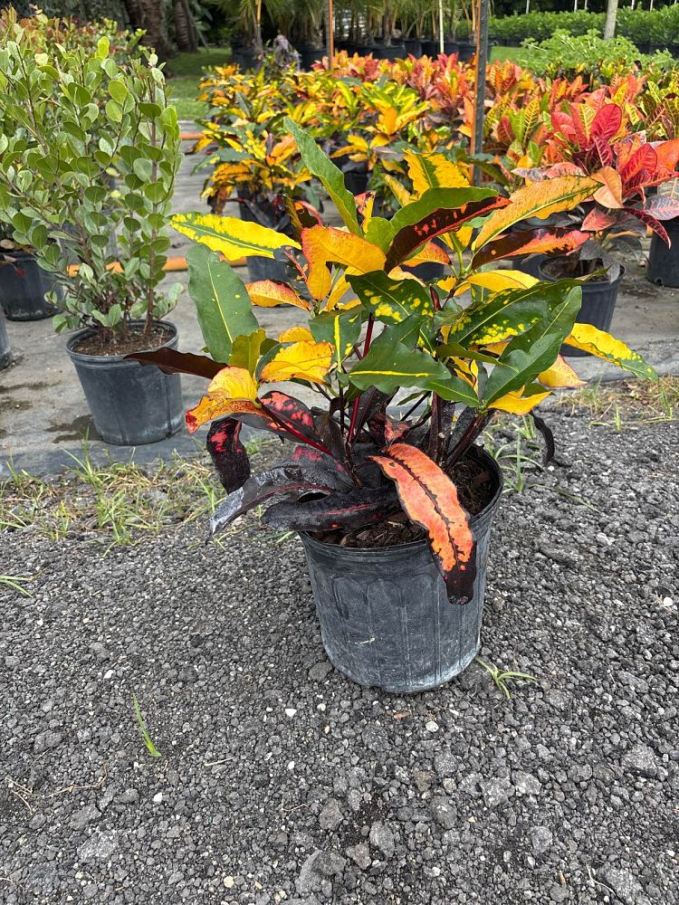 codiaeum-variegatum-mango-croton