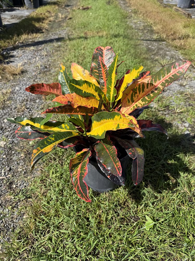 codiaeum-variegatum-mango-croton