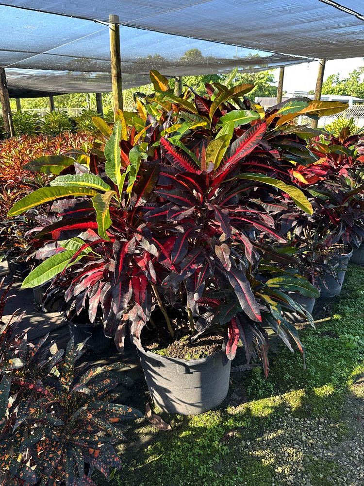 codiaeum-variegatum-mango-croton