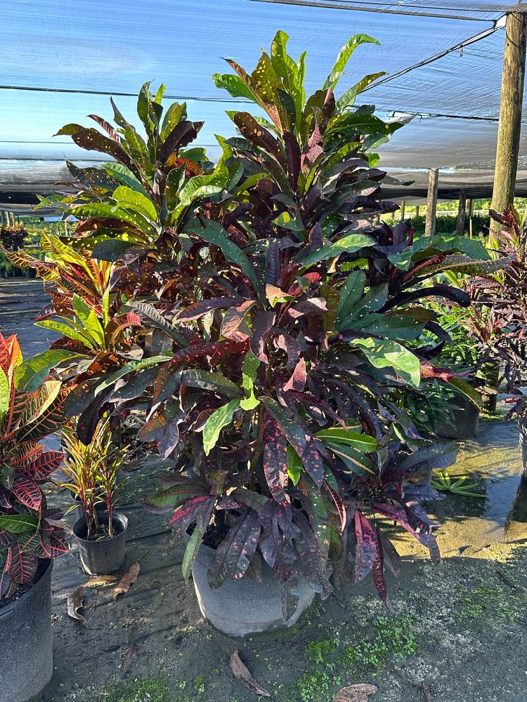 codiaeum-variegatum-mango-croton