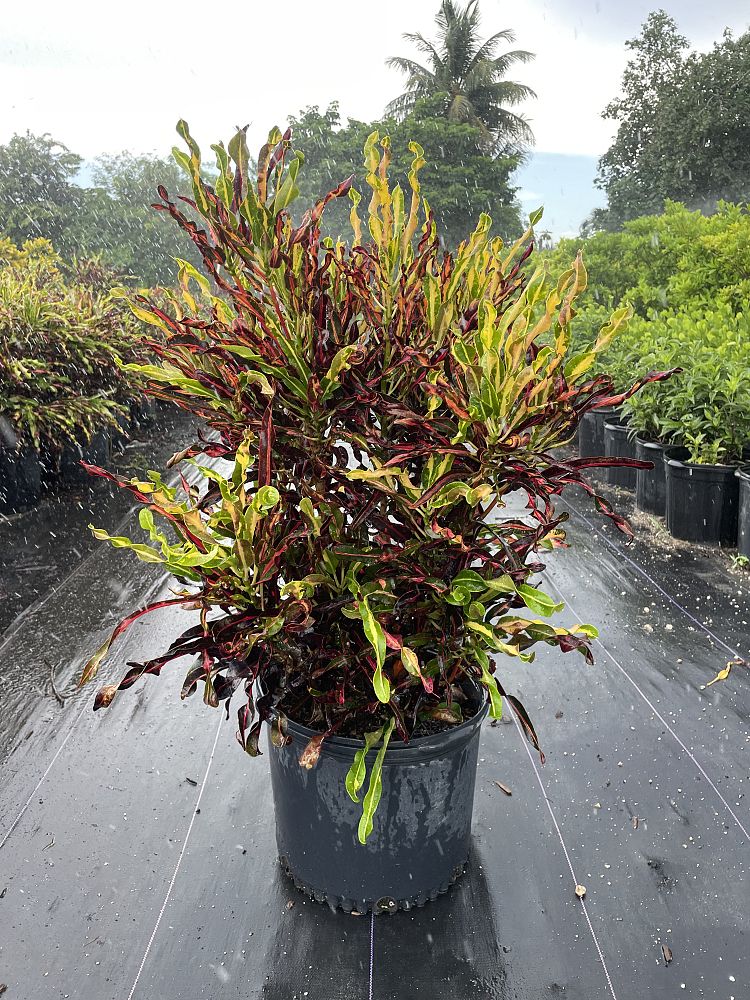 codiaeum-variegatum-mini-curlyboy-yellow-croton