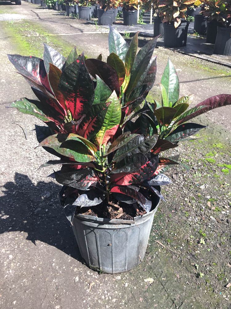 codiaeum-variegatum-mrs-iceton-croton