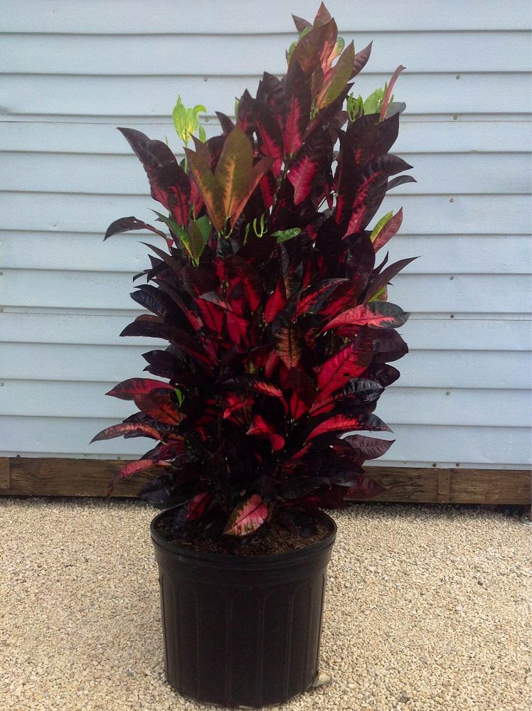 codiaeum-variegatum-mrs-iceton-croton