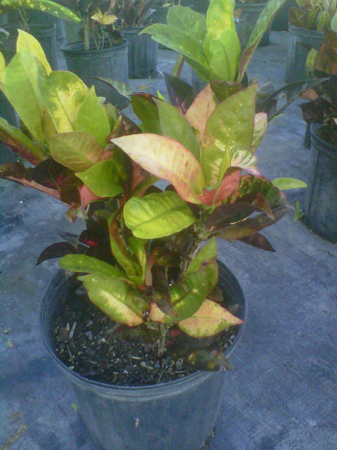 codiaeum-variegatum-mrs-iceton-croton