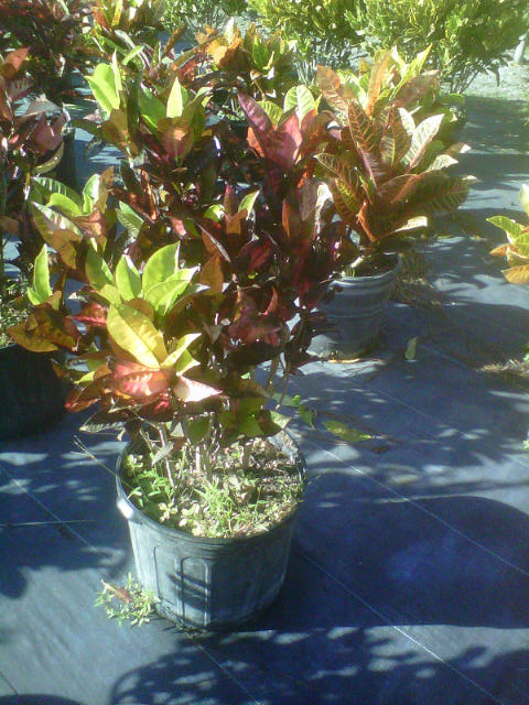 codiaeum-variegatum-mrs-iceton-croton