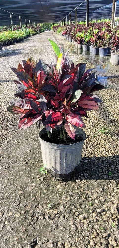 codiaeum-variegatum-mrs-iceton-croton