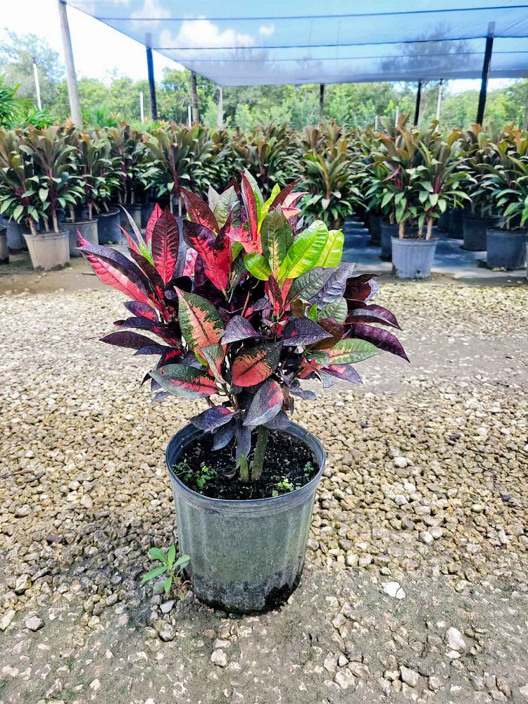 codiaeum-variegatum-mrs-iceton-croton