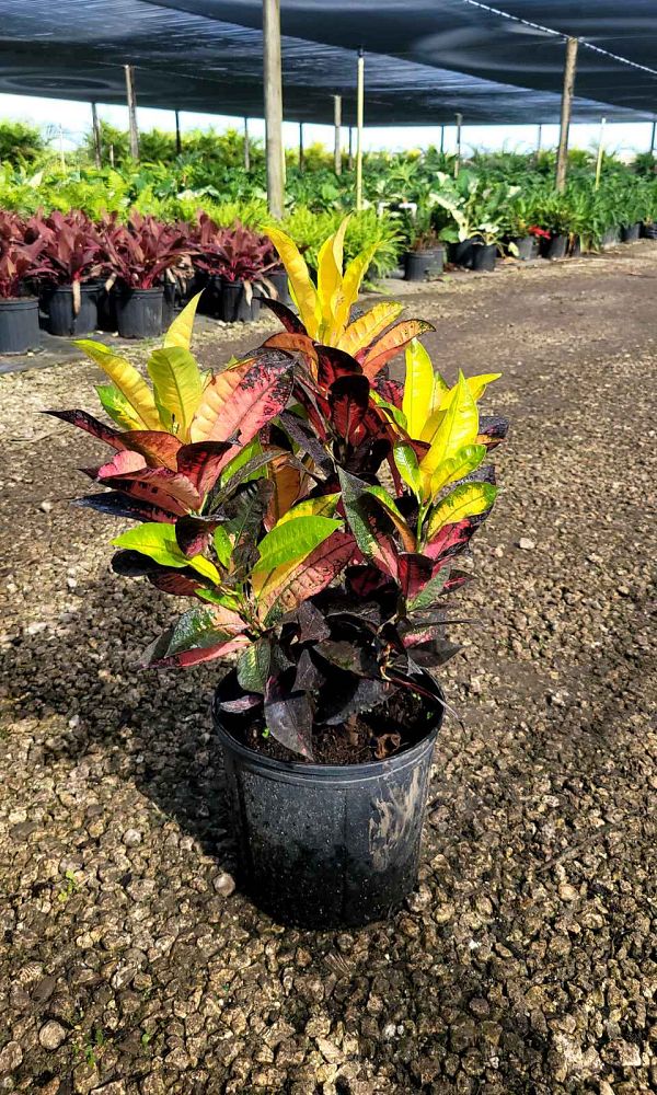 codiaeum-variegatum-mrs-iceton-croton