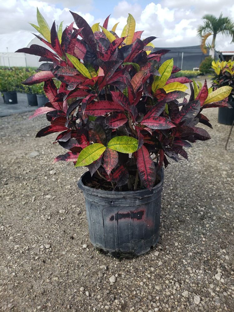codiaeum-variegatum-mrs-iceton-croton