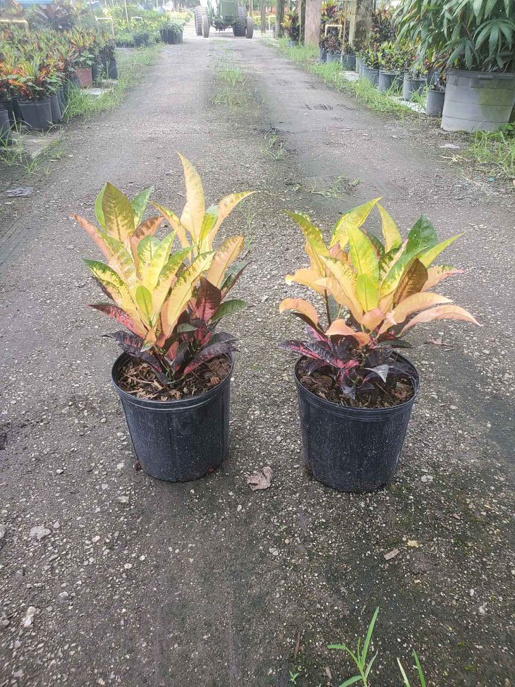 codiaeum-variegatum-mrs-iceton-croton